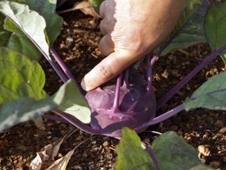 Stem cabbage